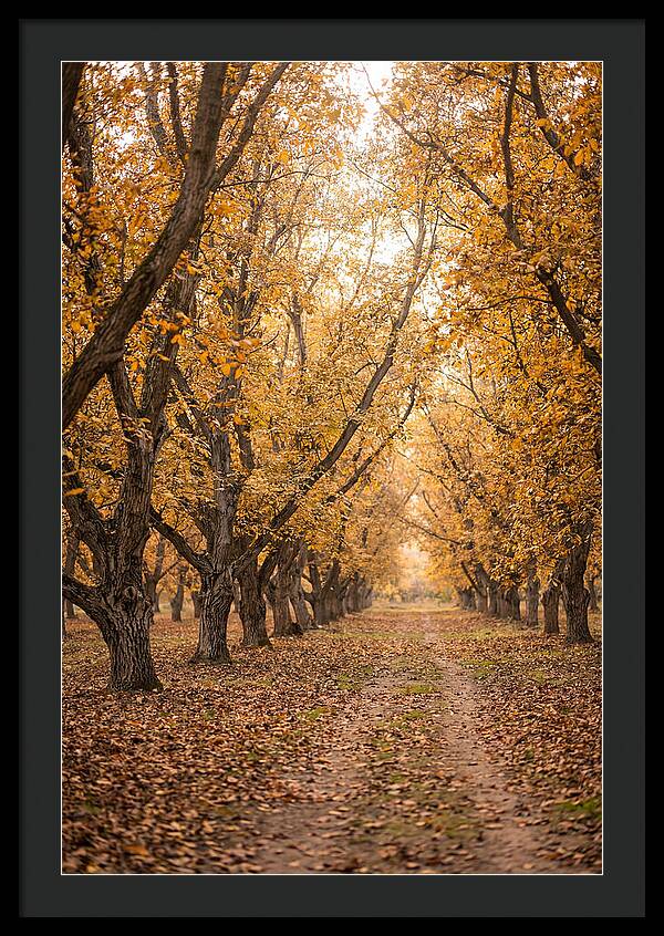 Farm Walnut Grove In Autumn