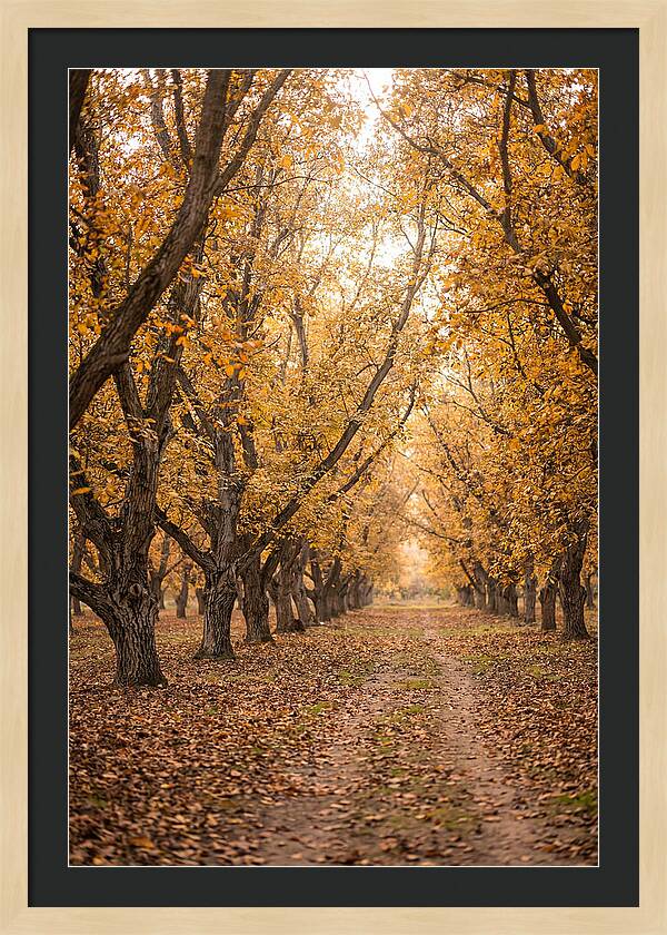 Farm Walnut Grove In Autumn