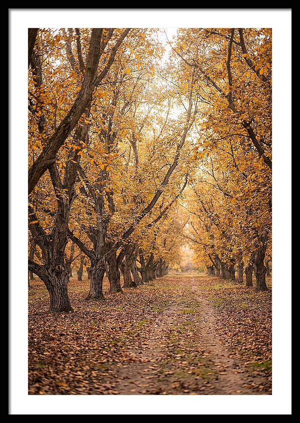 Farm Walnut Grove In Autumn