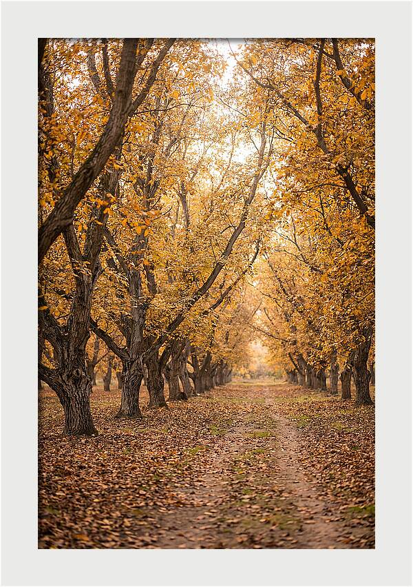 Farm Walnut Grove In Autumn