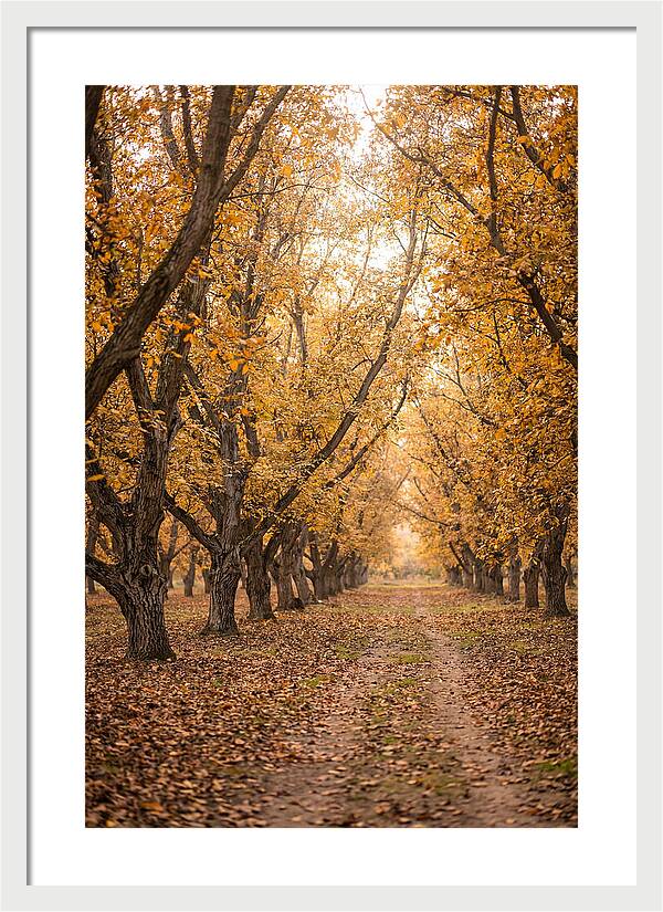 Farm Walnut Grove In Autumn