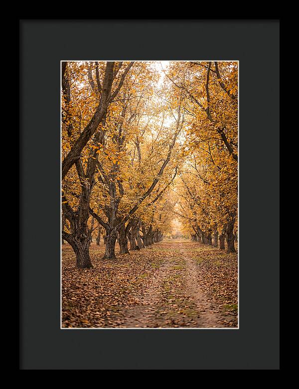 Farm Walnut Grove In Autumn