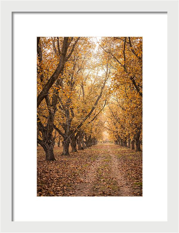 Farm Walnut Grove In Autumn