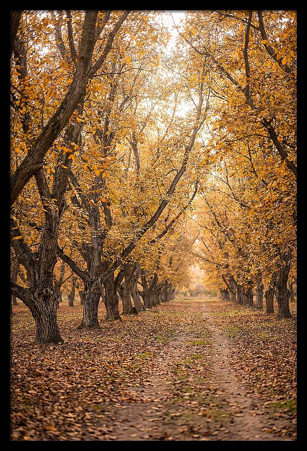 Farm Walnut Grove In Autumn