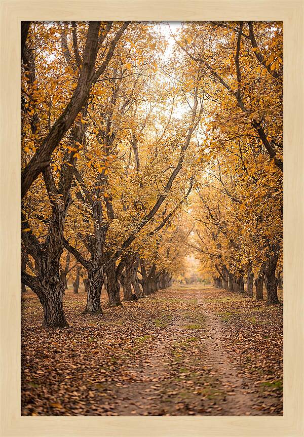 Farm Walnut Grove In Autumn