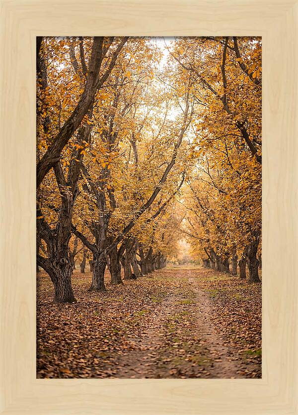 Farm Walnut Grove In Autumn