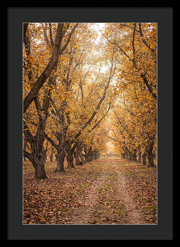 Farm Walnut Grove In Autumn
