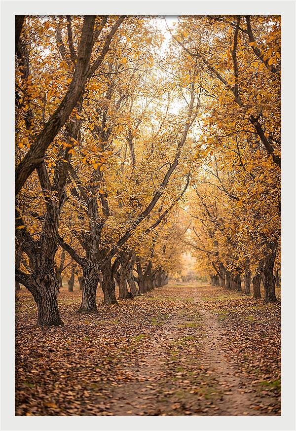 Farm Walnut Grove In Autumn