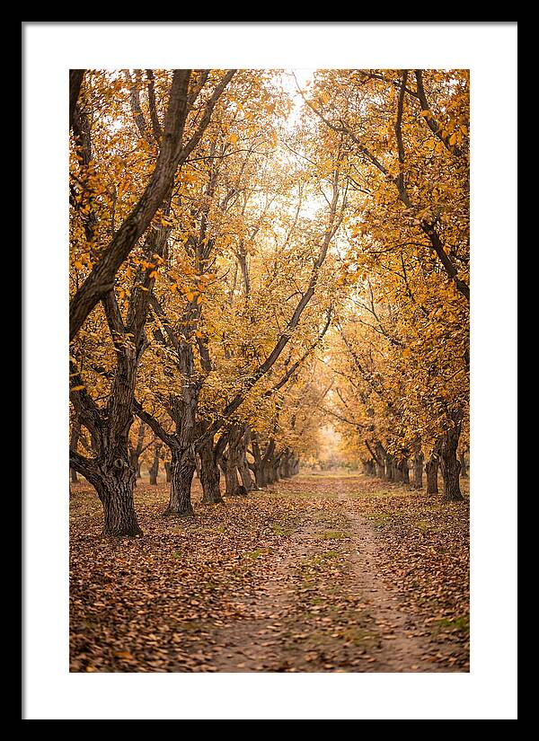 Farm Walnut Grove In Autumn
