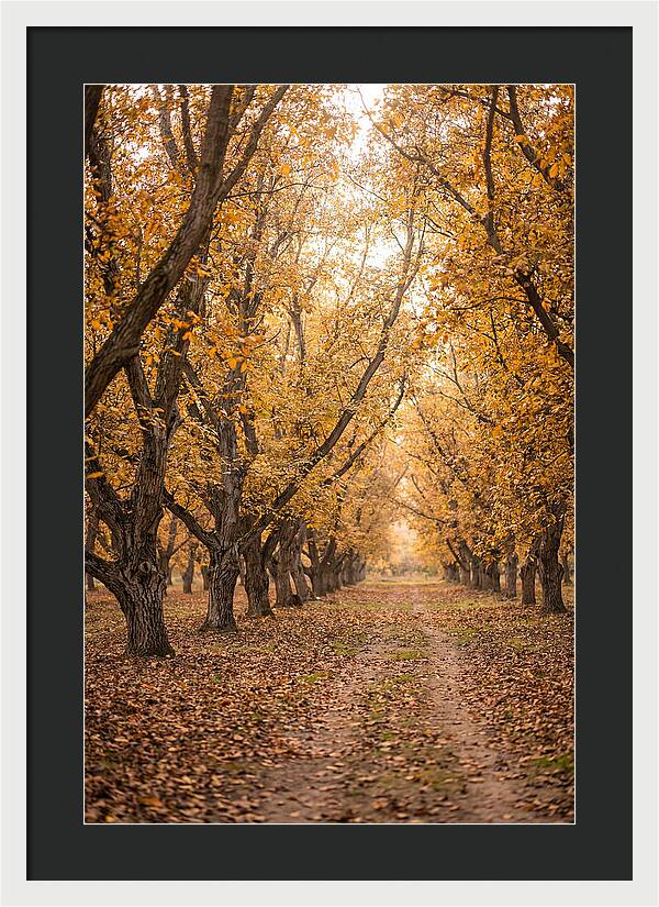 Farm Walnut Grove In Autumn