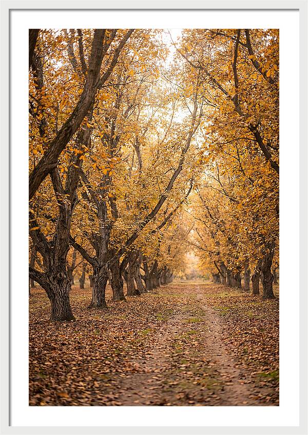 Farm Walnut Grove In Autumn