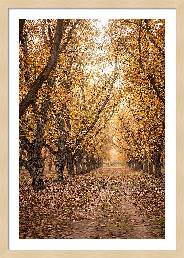 Farm Walnut Grove In Autumn