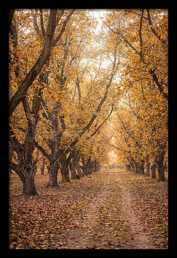 Farm Walnut Grove In Autumn