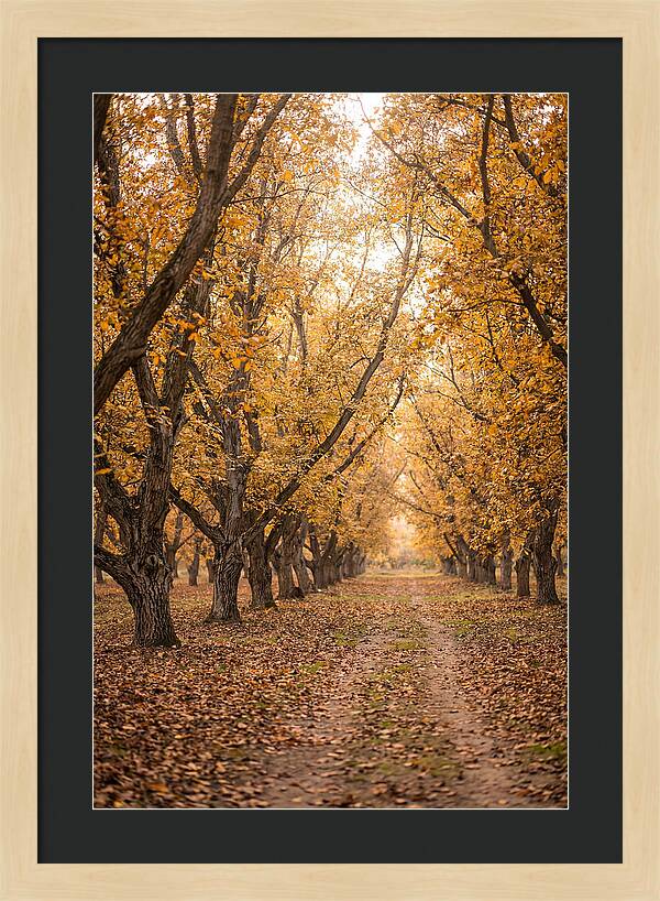 Farm Walnut Grove In Autumn