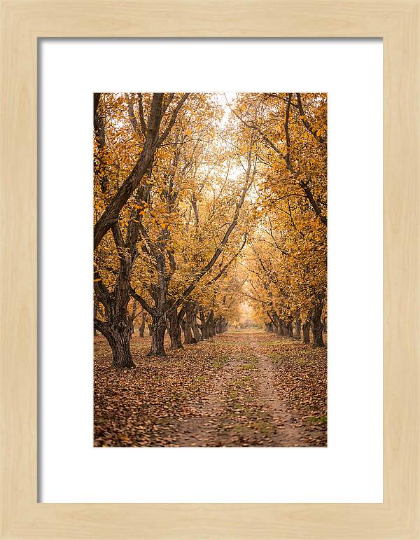 Farm Walnut Grove In Autumn