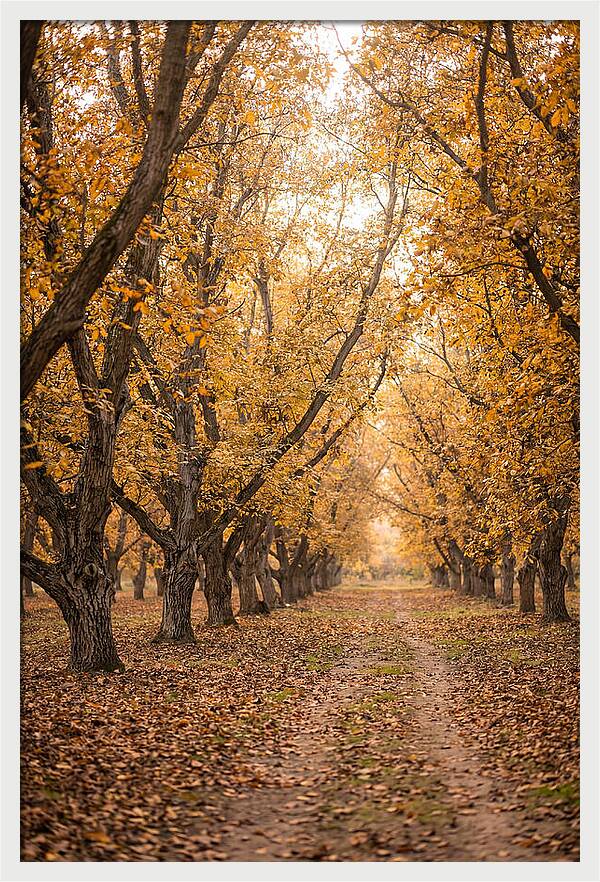Farm Walnut Grove In Autumn