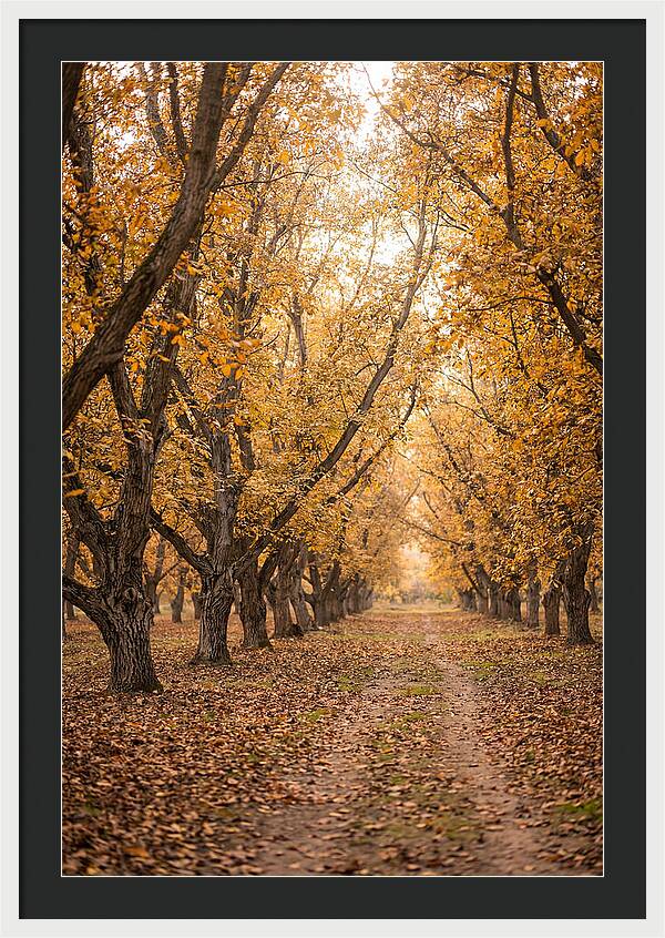 Farm Walnut Grove In Autumn
