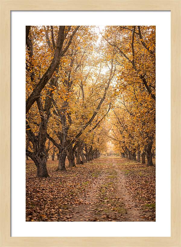 Farm Walnut Grove In Autumn