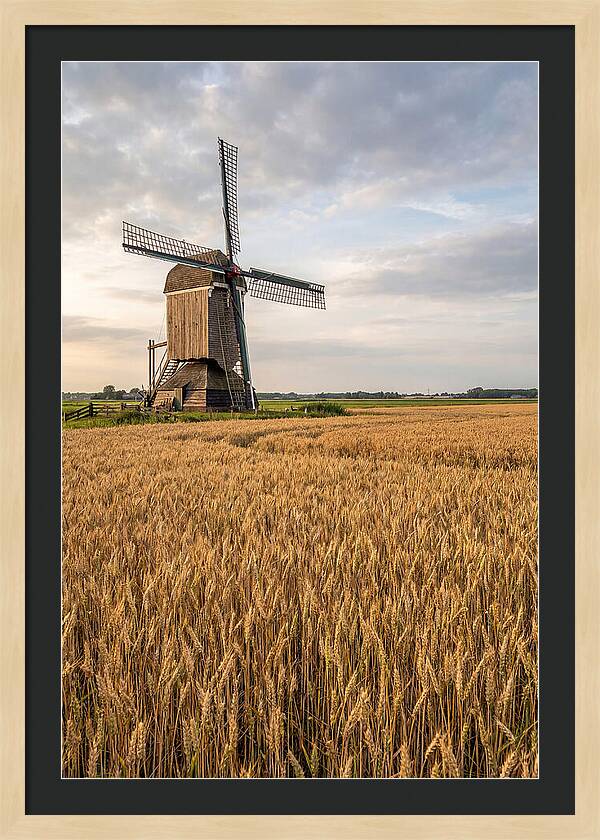 Farm Windmill Among Golden Fields