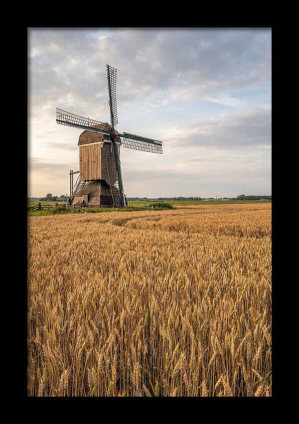 Farm Windmill Among Golden Fields