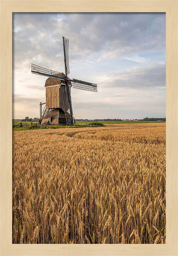 Farm Windmill Among Golden Fields