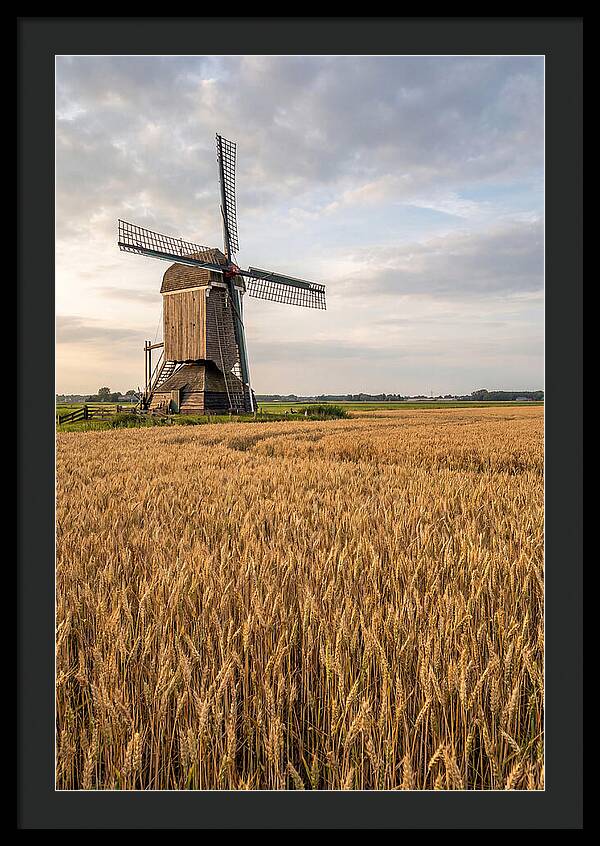 Farm Windmill Among Golden Fields