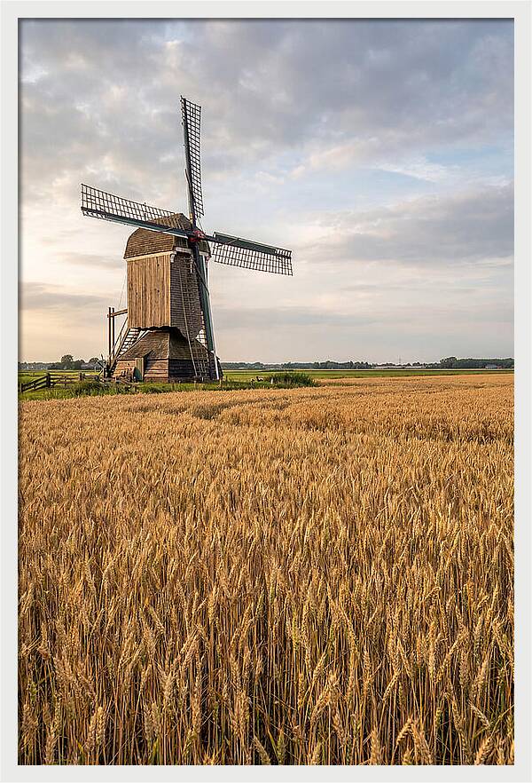 Farm Windmill Among Golden Fields