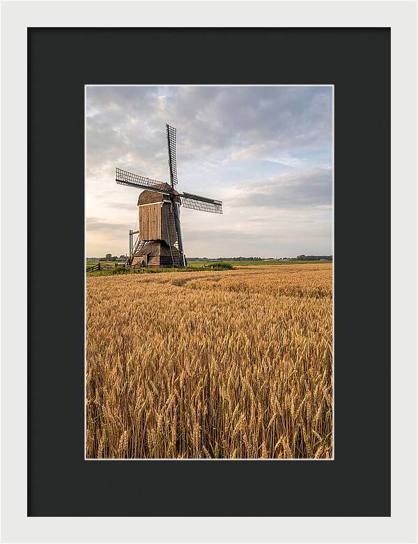Farm Windmill Among Golden Fields