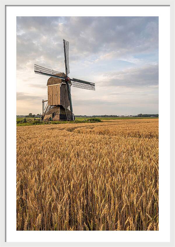 Farm Windmill Among Golden Fields