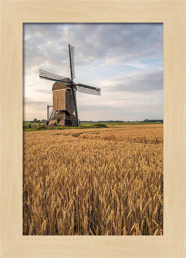 Farm Windmill Among Golden Fields