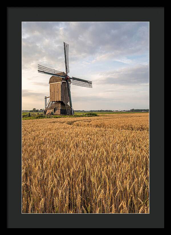 Farm Windmill Among Golden Fields