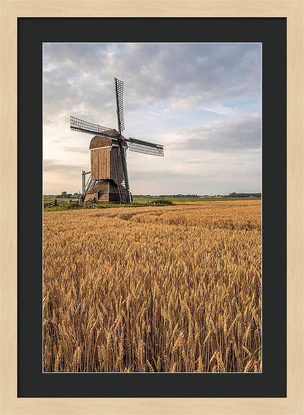 Farm Windmill Among Golden Fields