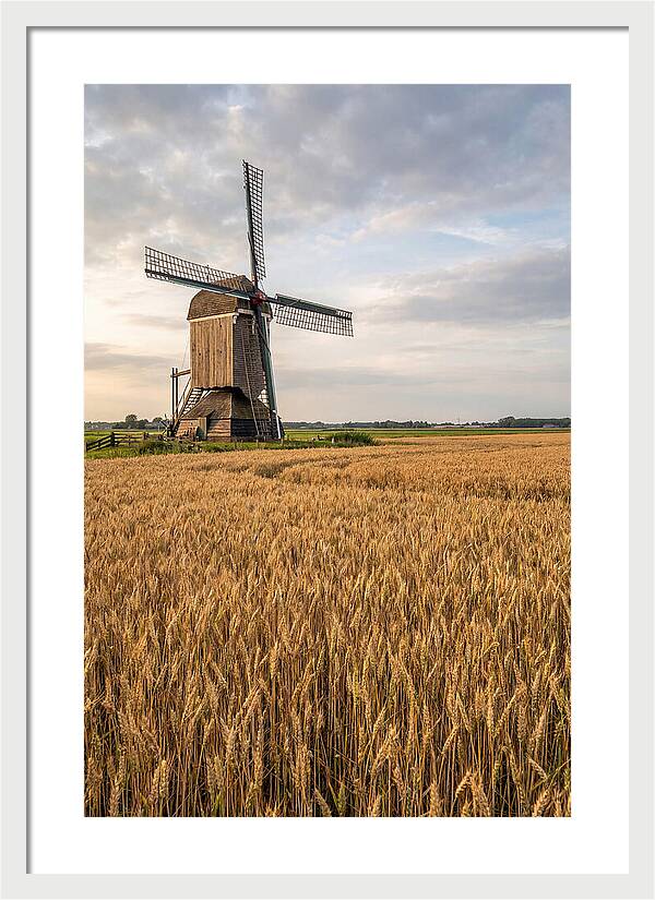 Farm Windmill Among Golden Fields