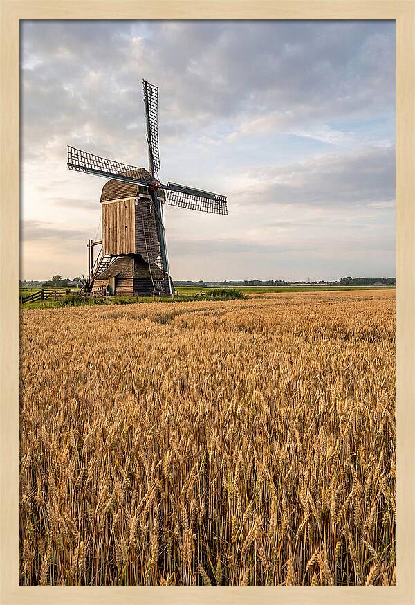 Farm Windmill Among Golden Fields