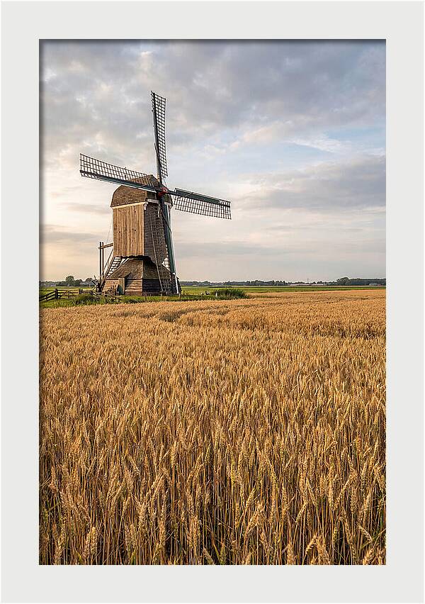 Farm Windmill Among Golden Fields