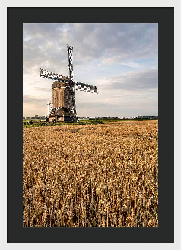 Farm Windmill Among Golden Fields