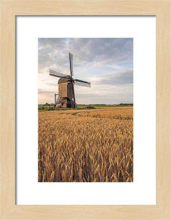 Farm Windmill Among Golden Fields