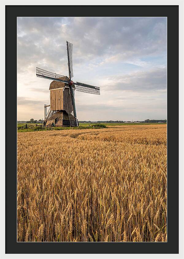 Farm Windmill Among Golden Fields