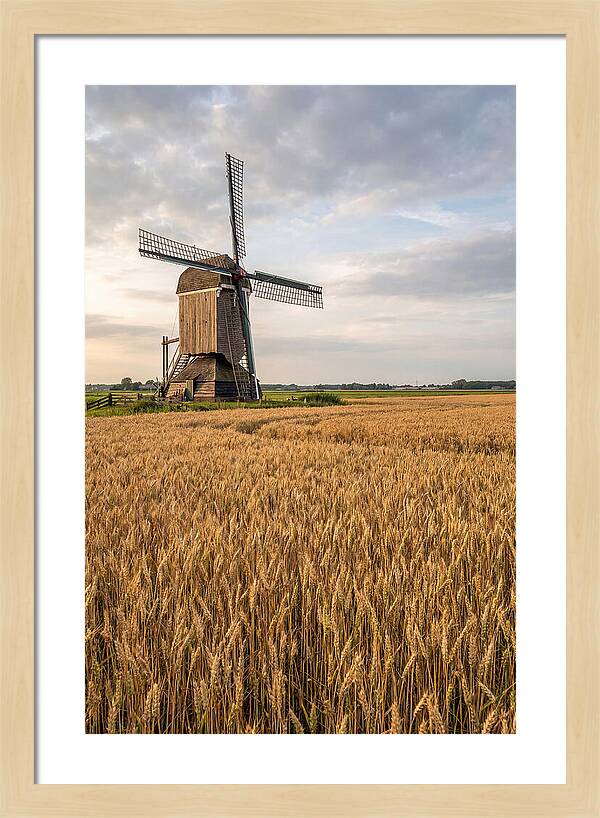 Farm Windmill Among Golden Fields