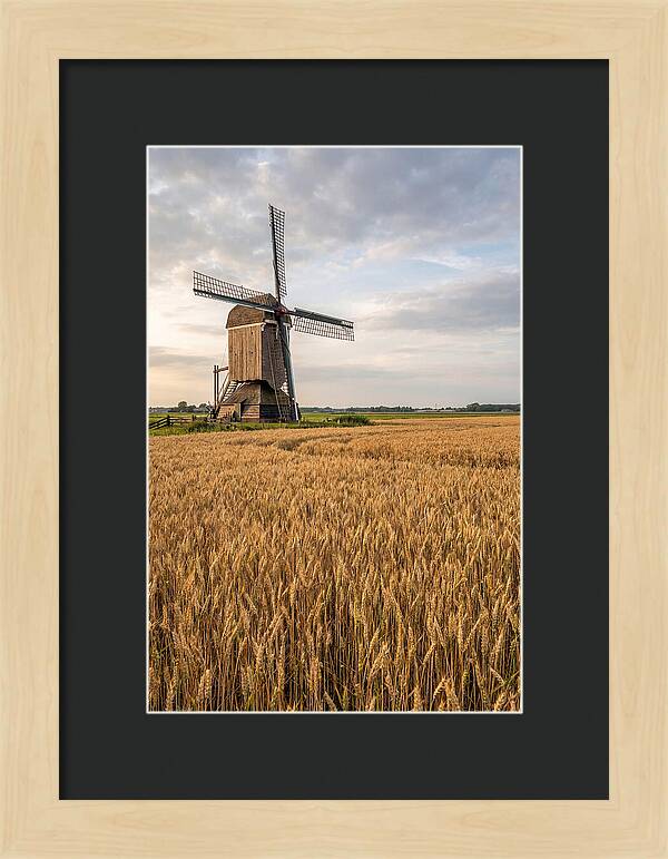 Farm Windmill Among Golden Fields