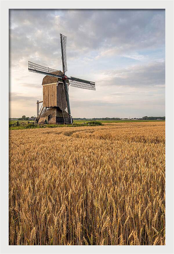 Farm Windmill Among Golden Fields