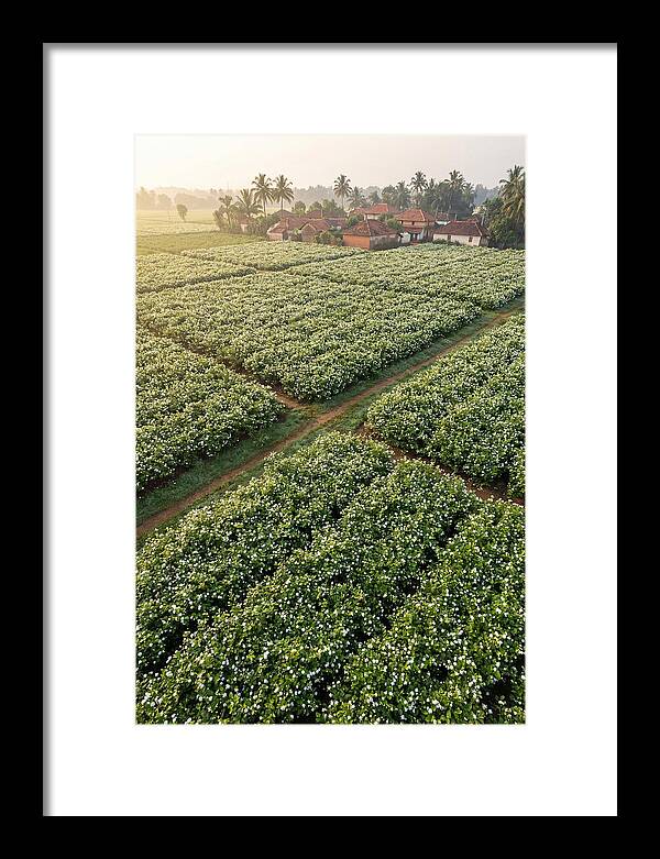 Farmhouse Amidst Jasmine Fields