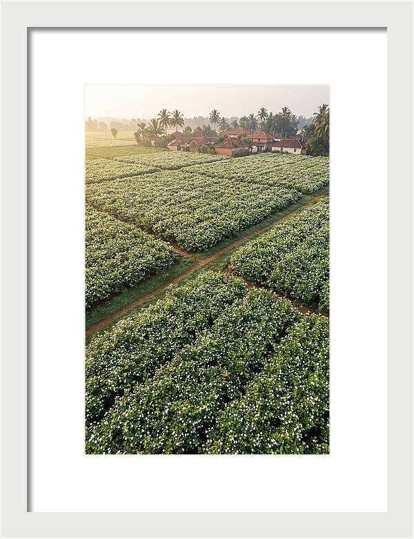 Farmhouse Amidst Jasmine Fields