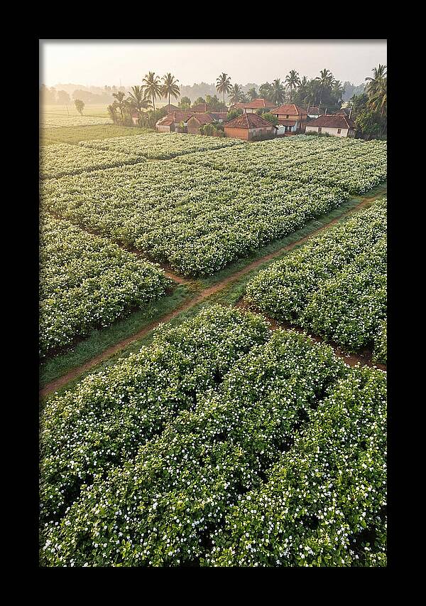 Farmhouse Amidst Jasmine Fields