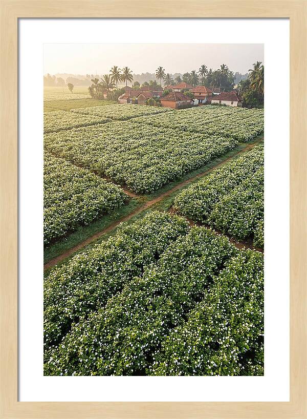 Farmhouse Amidst Jasmine Fields