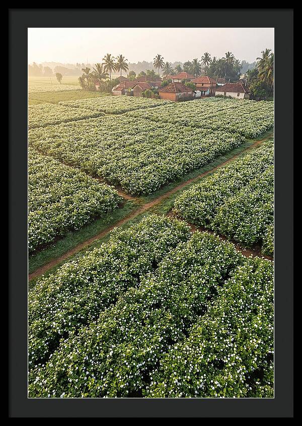 Farmhouse Amidst Jasmine Fields