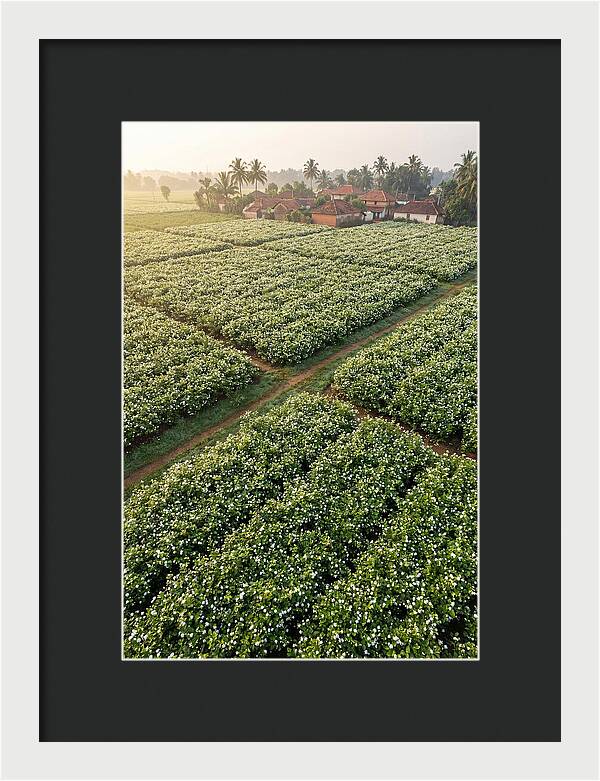 Farmhouse Amidst Jasmine Fields