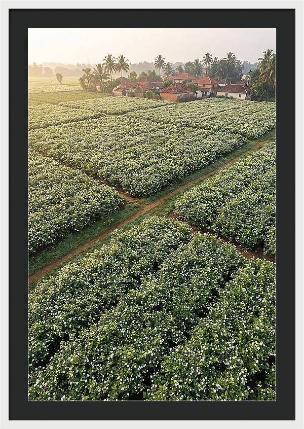 Farmhouse Amidst Jasmine Fields