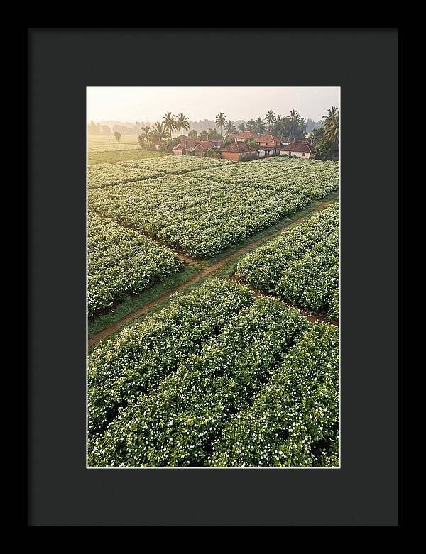 Farmhouse Amidst Jasmine Fields