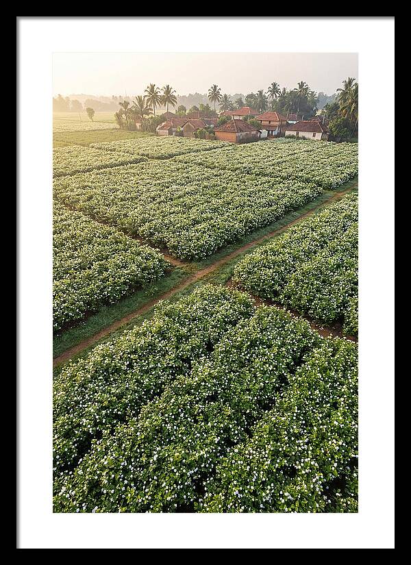 Farmhouse Amidst Jasmine Fields